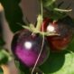 new-genetically-modified-purple-tomato-may-stock-shelves