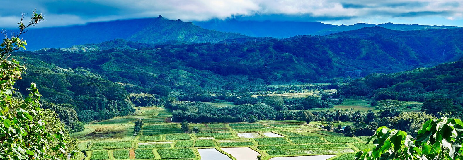 6-plant-sources-to-feed-the-world-in-the-future