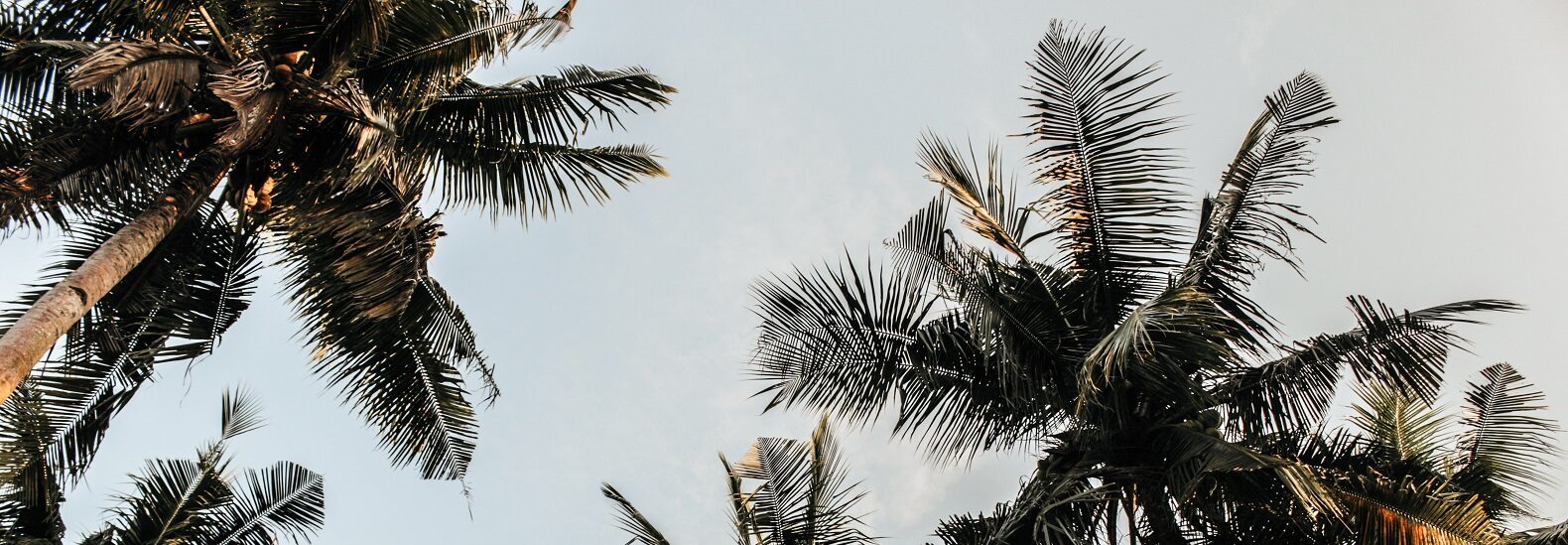 More than half the palm trees in the world risk extinction ES Management