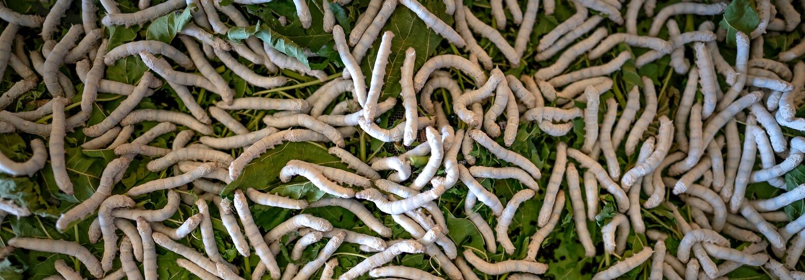 global-insect-protein-market-spreads-its-wings-by-2027