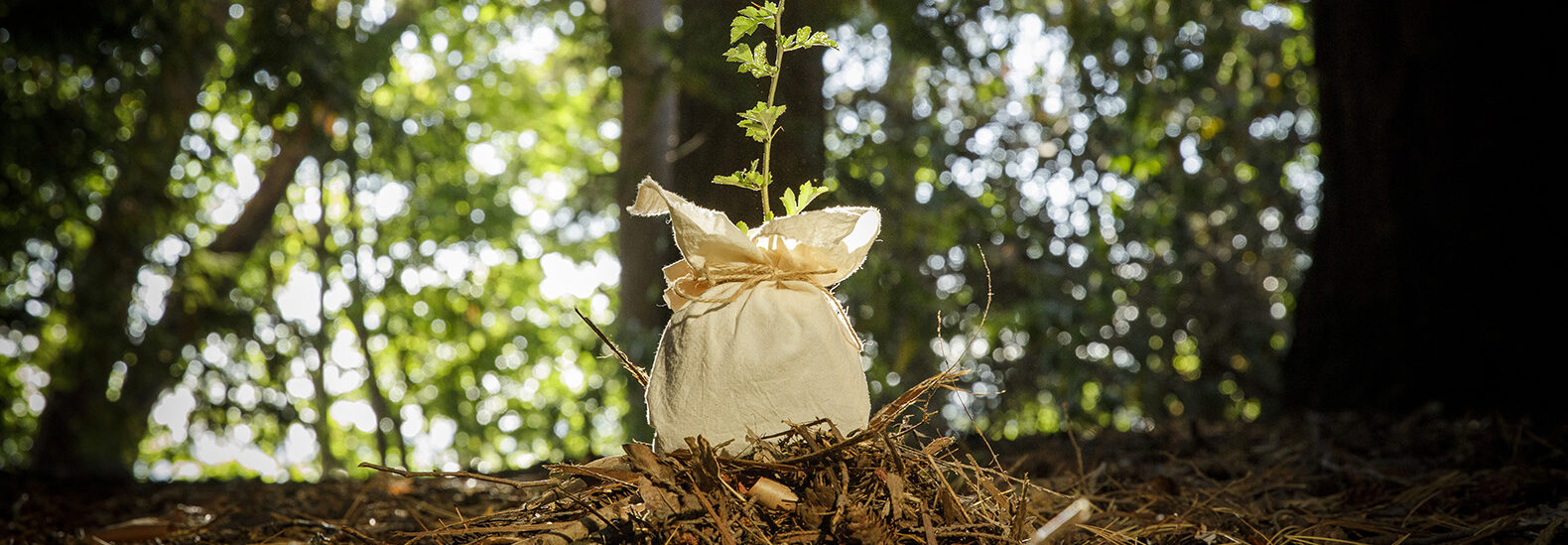 human-composting-is-a-possible-burial-option-for-you