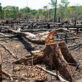 how-sbti-could-unlock-billions-of-corporate-dollars-to-protect-forests
