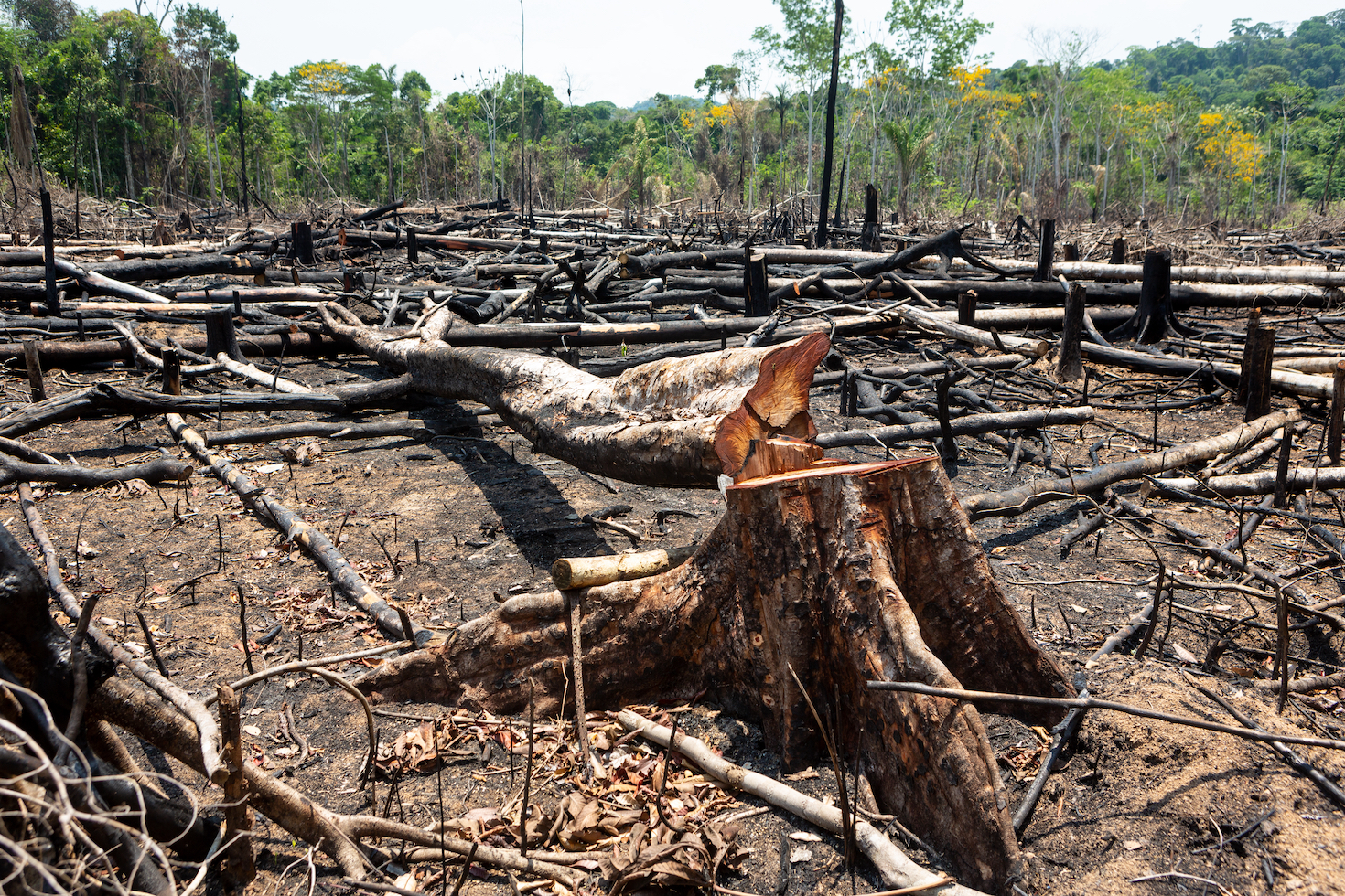 how-sbti-could-unlock-billions-of-corporate-dollars-to-protect-forests