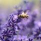 rising-ozone-is-harming-the-important-work-of-pollinators