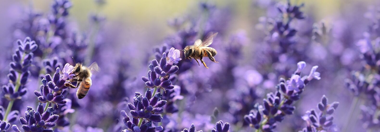 rising-ozone-is-harming-the-important-work-of-pollinators