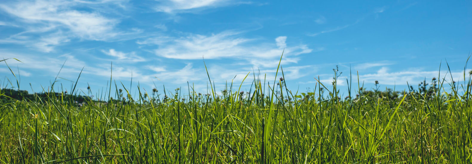 should-you-switch-your-lawn-for-a-better-environment?