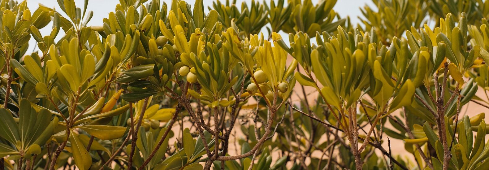 scientists-find-common-weed-to-be-a-“super-plant”