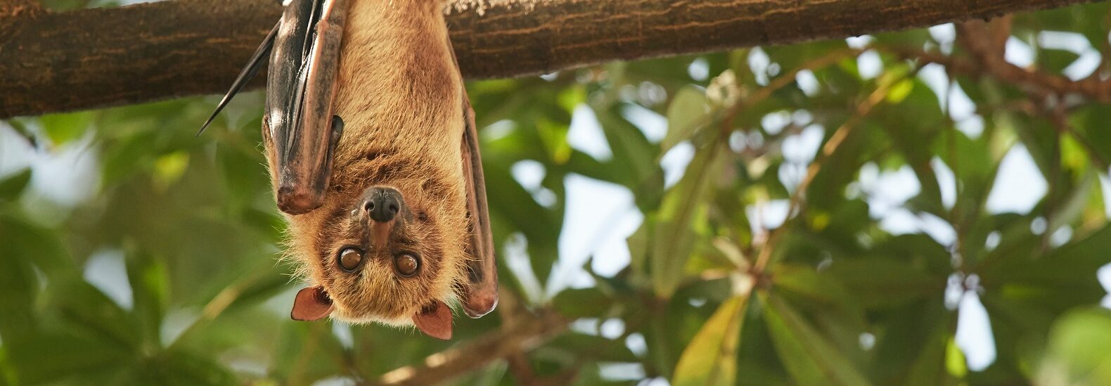 bat-week-has-swooped-down-upon-us,-didn’t-you-know?