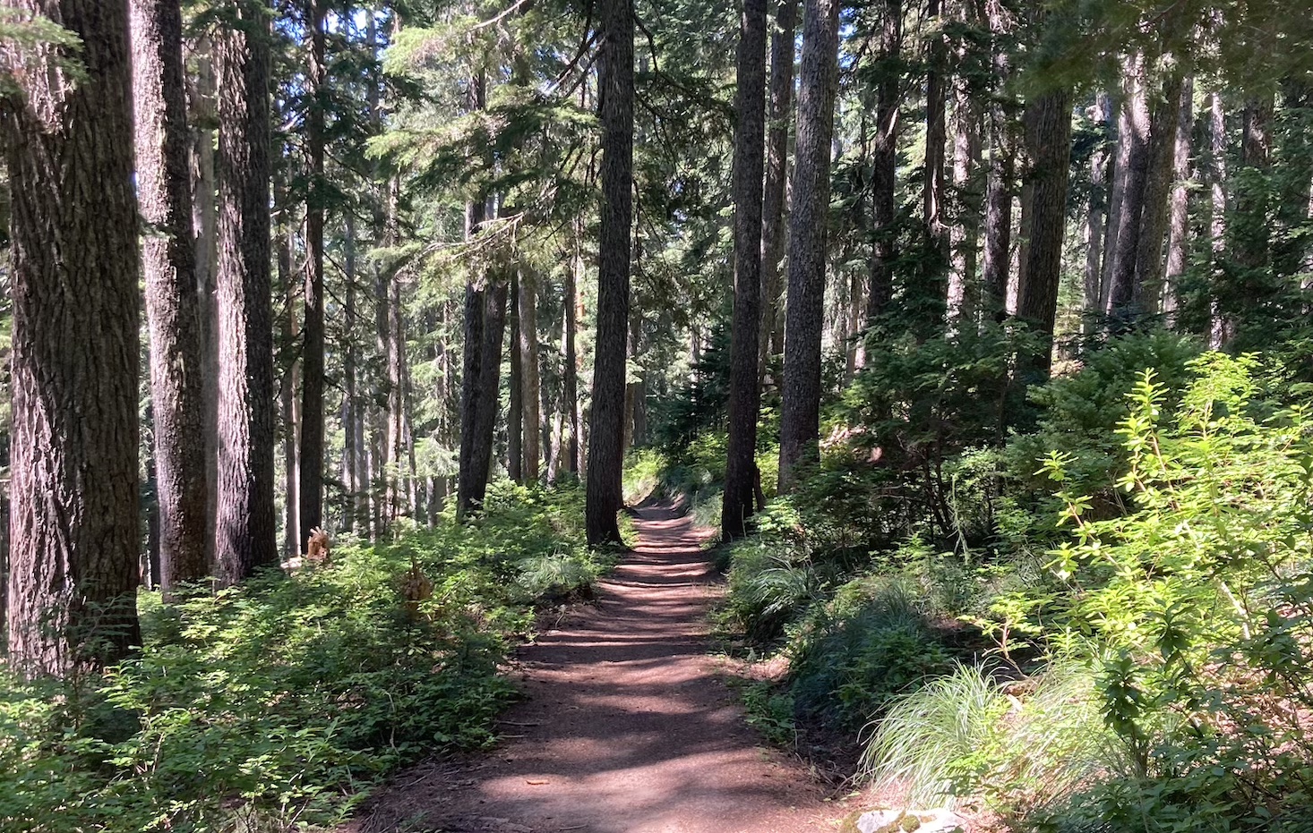 forestry-at-a-tech-conference?-how-nature-has-become-the-most-popular-topic-in-tech