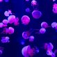 jellyfish-are-taking-over-the-oceans-due-to-climate-change