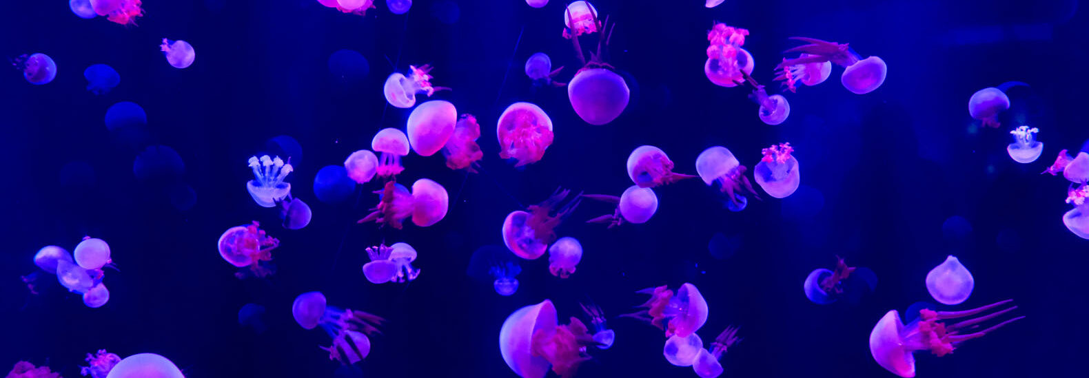 jellyfish-are-taking-over-the-oceans-due-to-climate-change
