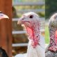 this-thanksgiving,-cuddle-a-turkey-instead-of-eating-them