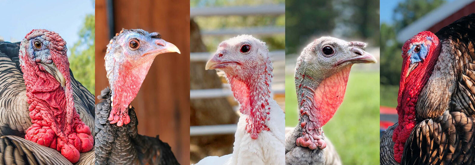 this-thanksgiving,-cuddle-a-turkey-instead-of-eating-them