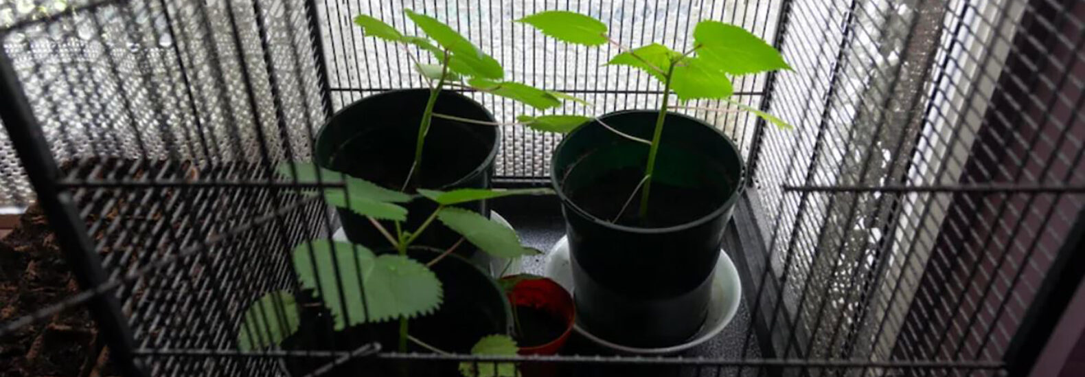 he-is-growing-the-most-venomous-plant-in-the-world-at-home