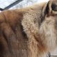 kansas-lioness-suddenly-grows-a-mane-at-the-topeka-zoo