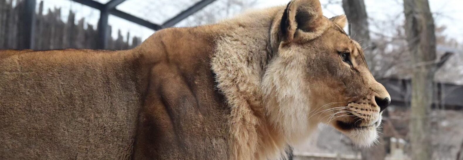 kansas-lioness-suddenly-grows-a-mane-at-the-topeka-zoo