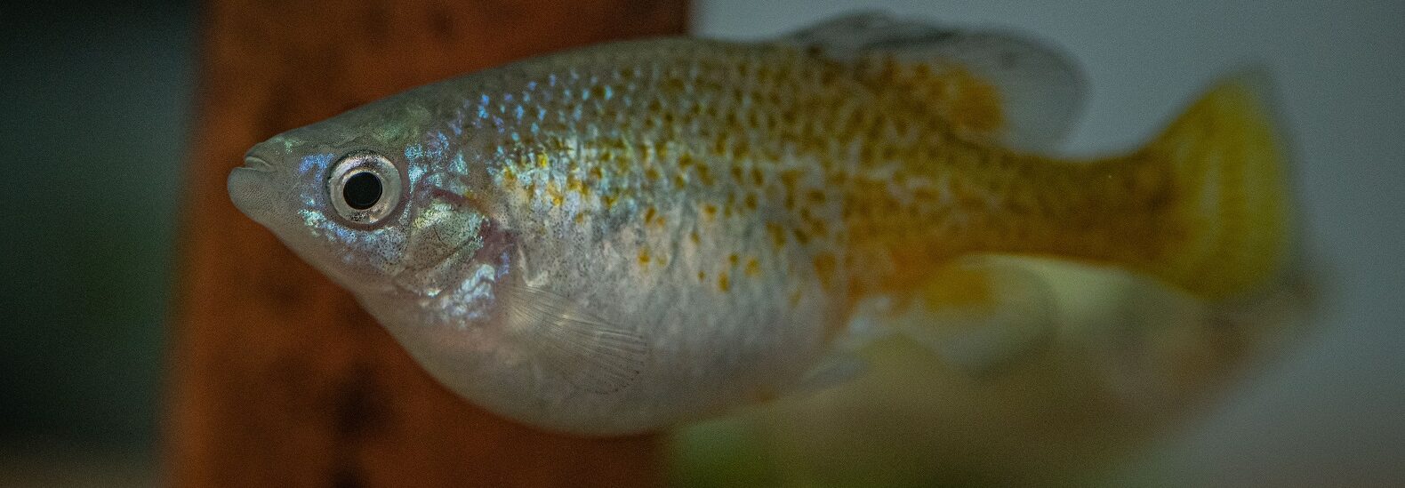 golden-skiffia-return-to-their-native-river-in-mexico