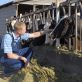 accelerating-climate-smart-practices-on-us.-dairy-farms