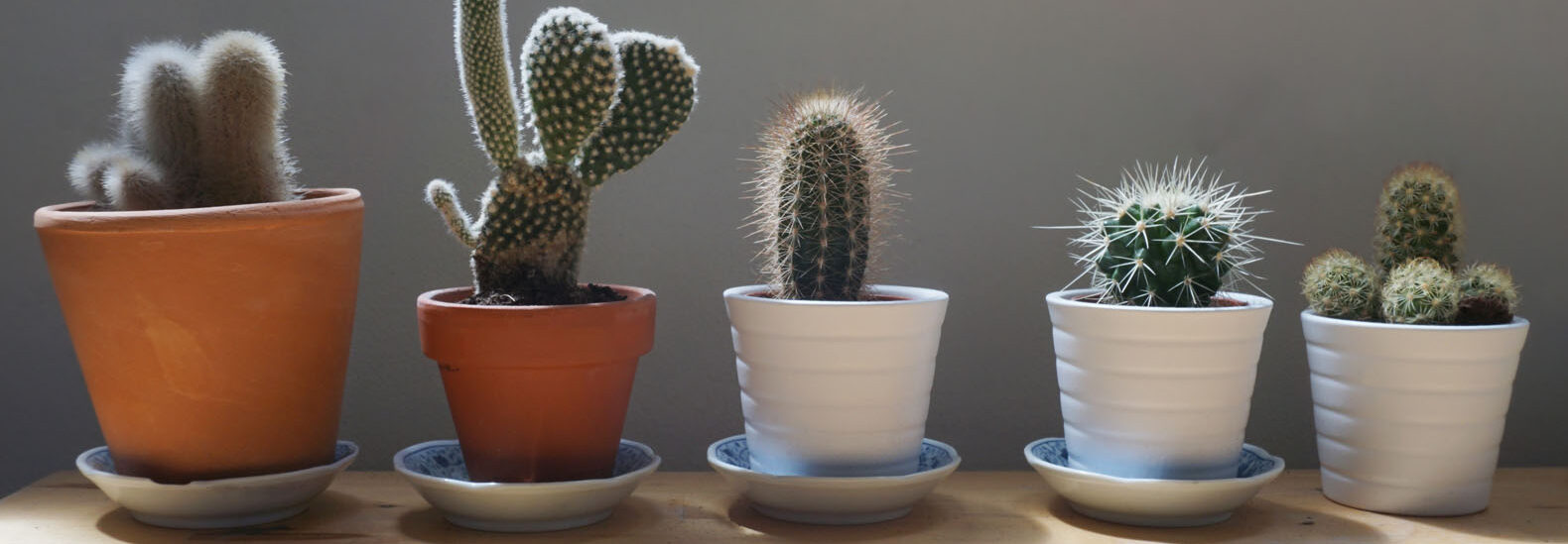 the-world-of-cactus-leather-as-a-vegan-alternative