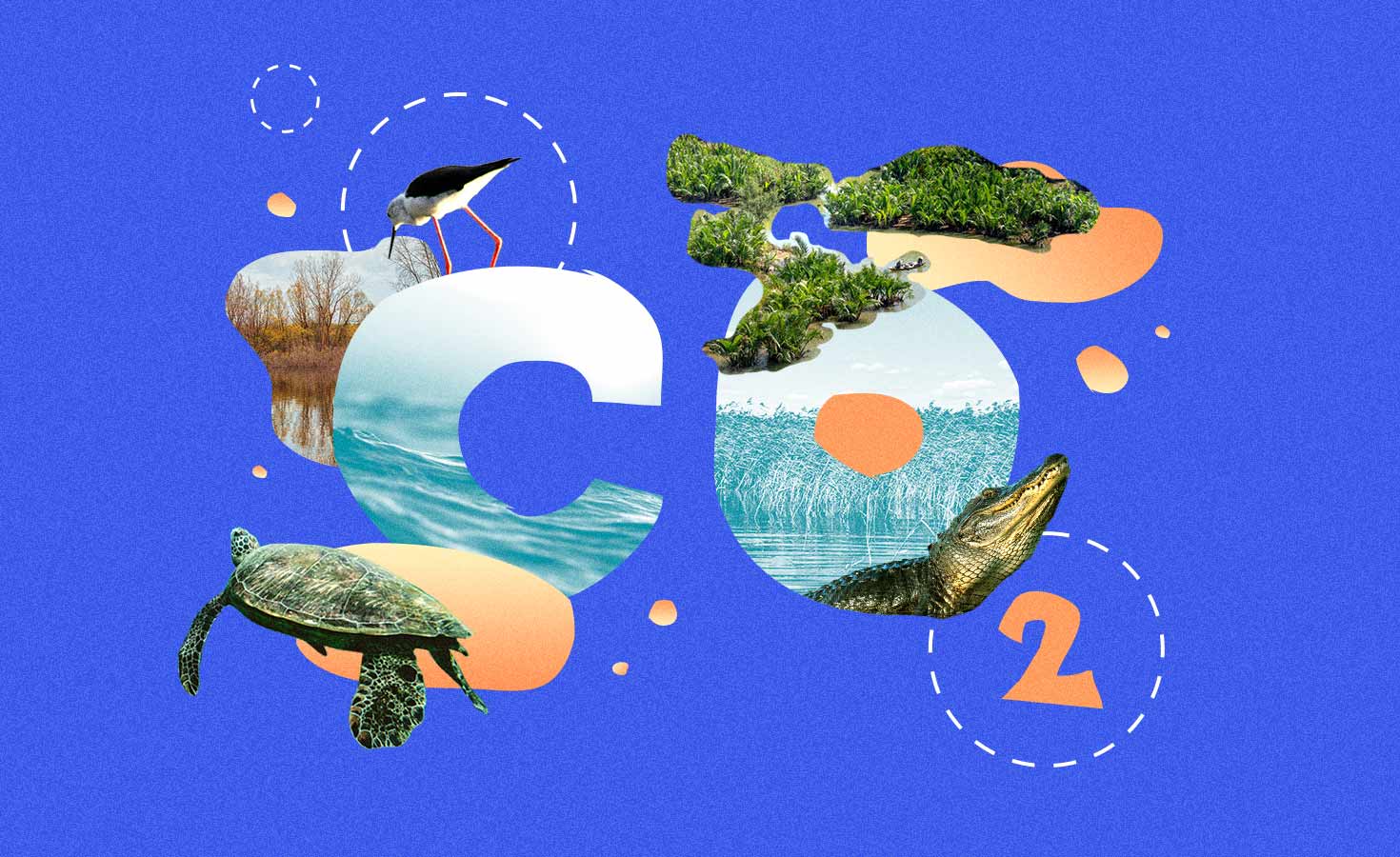 blue-carbon-will-be-the-next-frontier-of-carbon-crediting