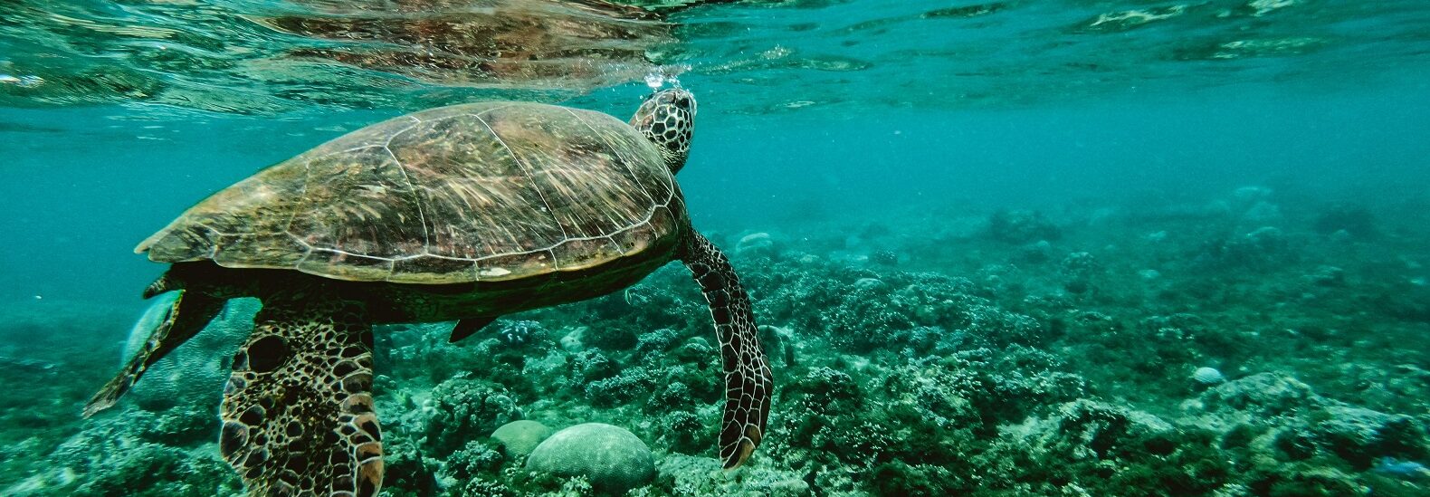 we-are-in-the-6th-mass-extinction,-said-world-wildlife