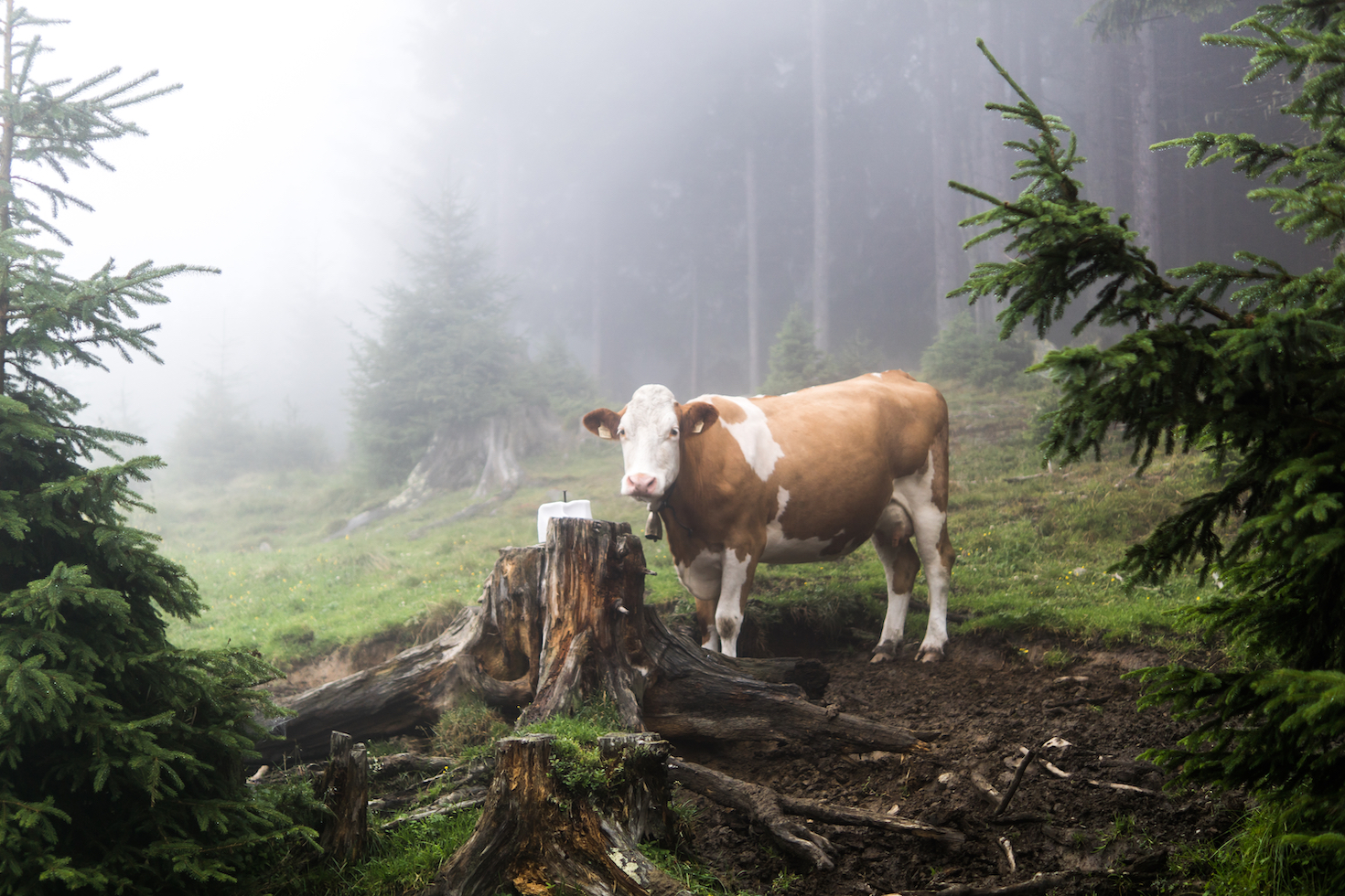 a-deforestation-roadmap-that-leaves-a-lot-to-be-desired