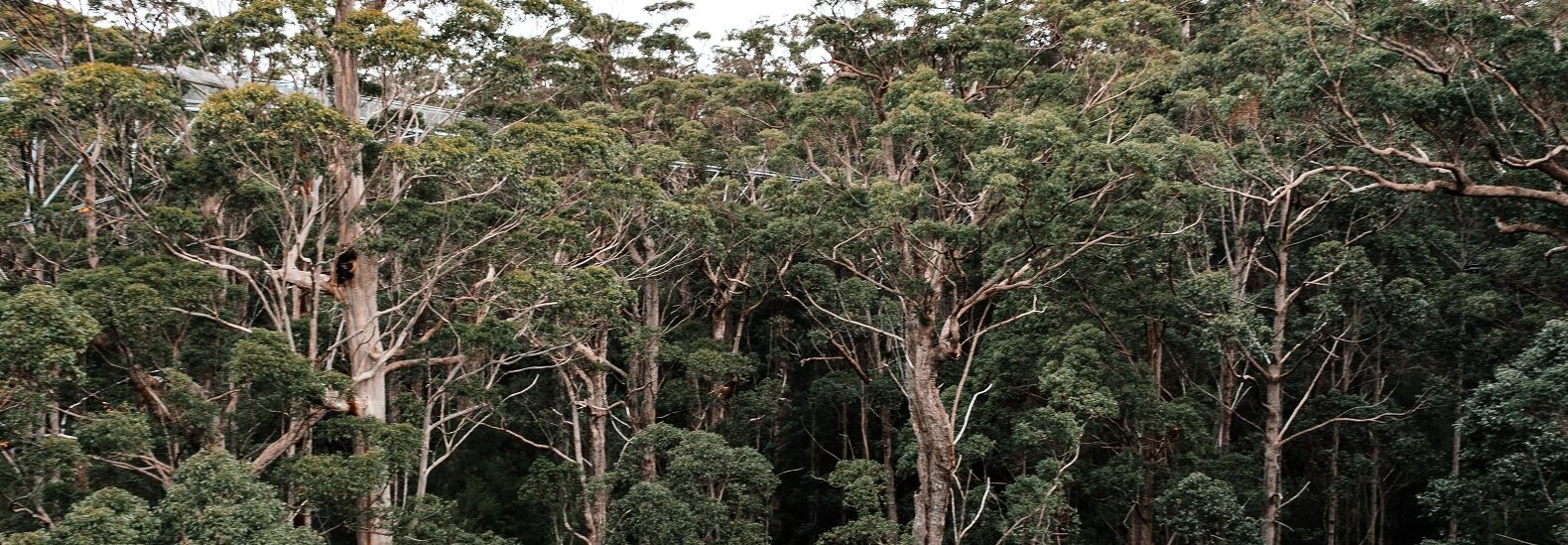 nearly-half-replanted-trees-do-not-survive-past-five-years