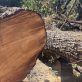 cop27:-this-past-year-in-deforestation