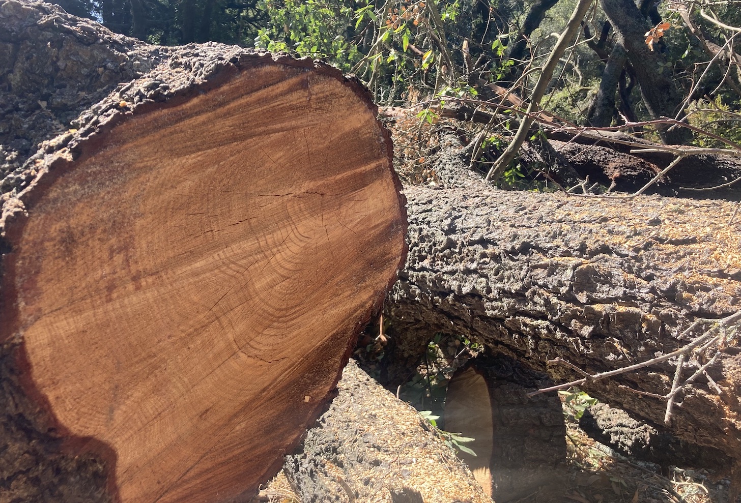 cop27:-this-past-year-in-deforestation