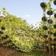 forest-installation-suspends-seedlings-on-an-inverted-dome