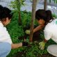 city-tree-biodiversity-helps-protect-urban-forests-—-and-our-health