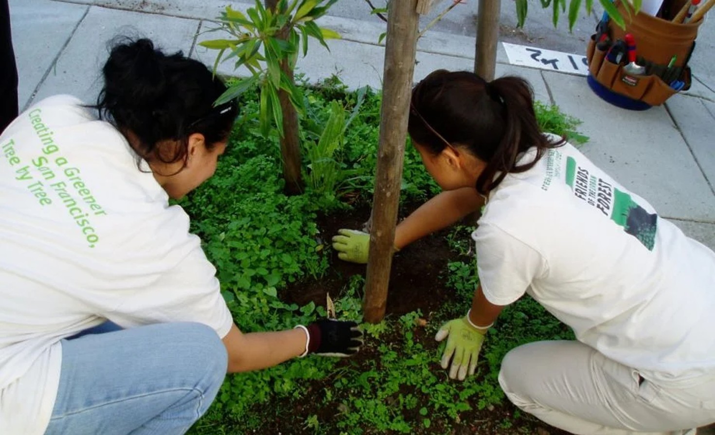 city-tree-biodiversity-helps-protect-urban-forests-—-and-our-health