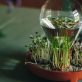 grow-microgreens-year-round-with-the-patella-crescenda