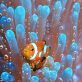 the-nature-conservancy-debuts-new-hawaii-coral-reef-insurance-plan
