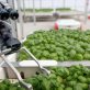 food-startups-aleph-farms-and-iron-ox-grow-from-net-zero-roots