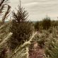 christmas-trees:-fun-holiday-tradition-or-selfish-ritualized-eco-terrorism?
