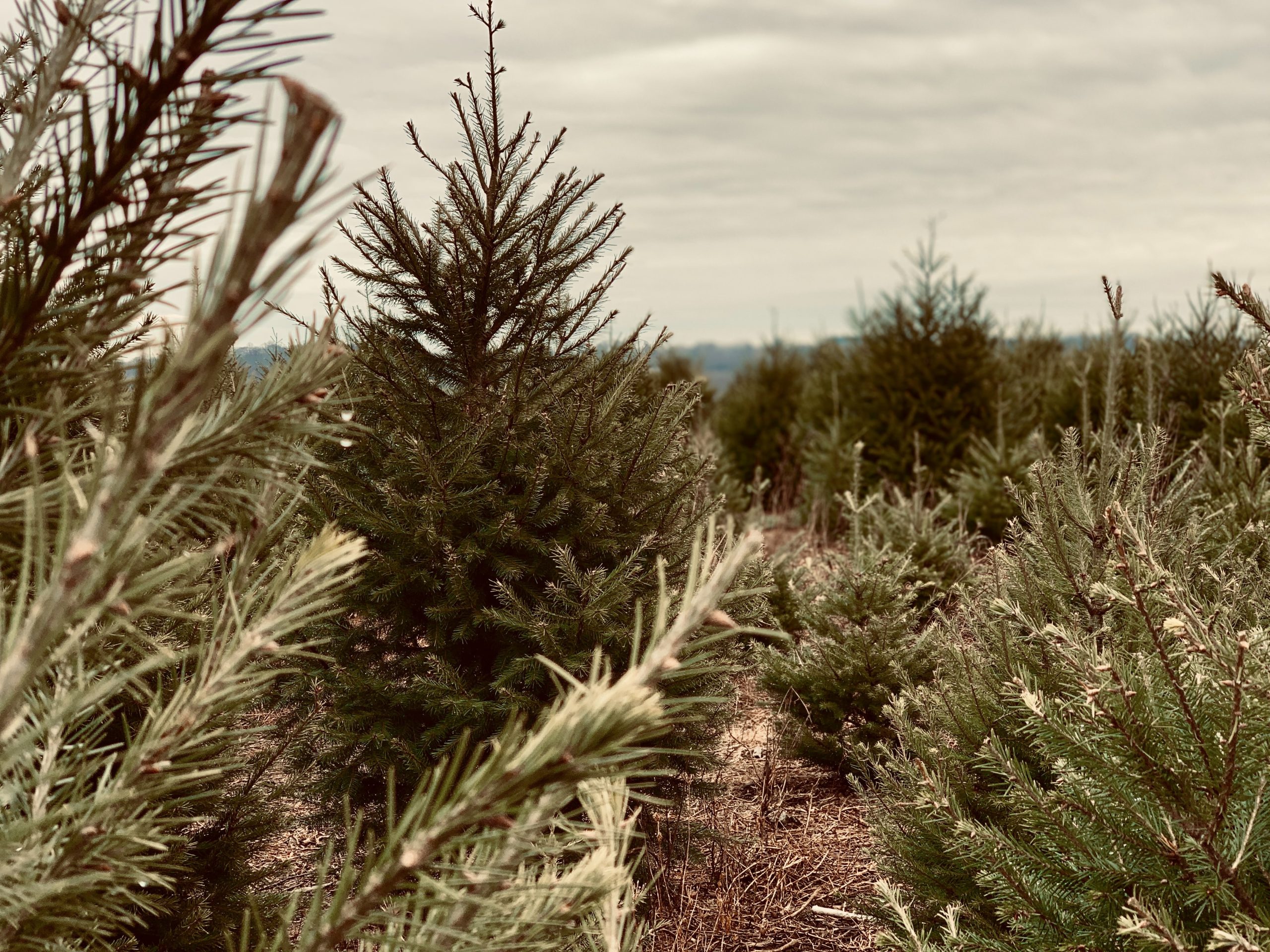 christmas-trees:-fun-holiday-tradition-or-selfish-ritualized-eco-terrorism?