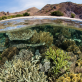 cop15:-is-this-‘the-paris-agreement-for-nature’?