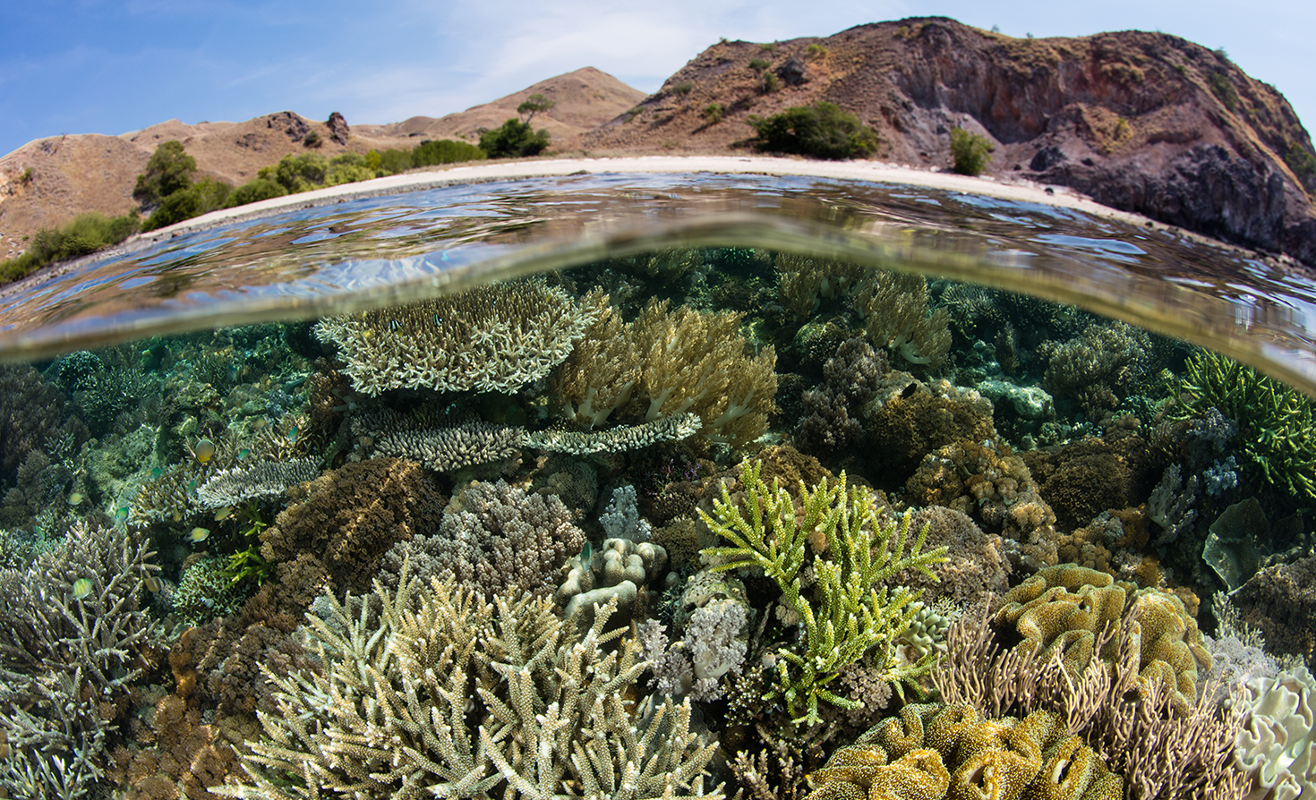 cop15:-is-this-‘the-paris-agreement-for-nature’?