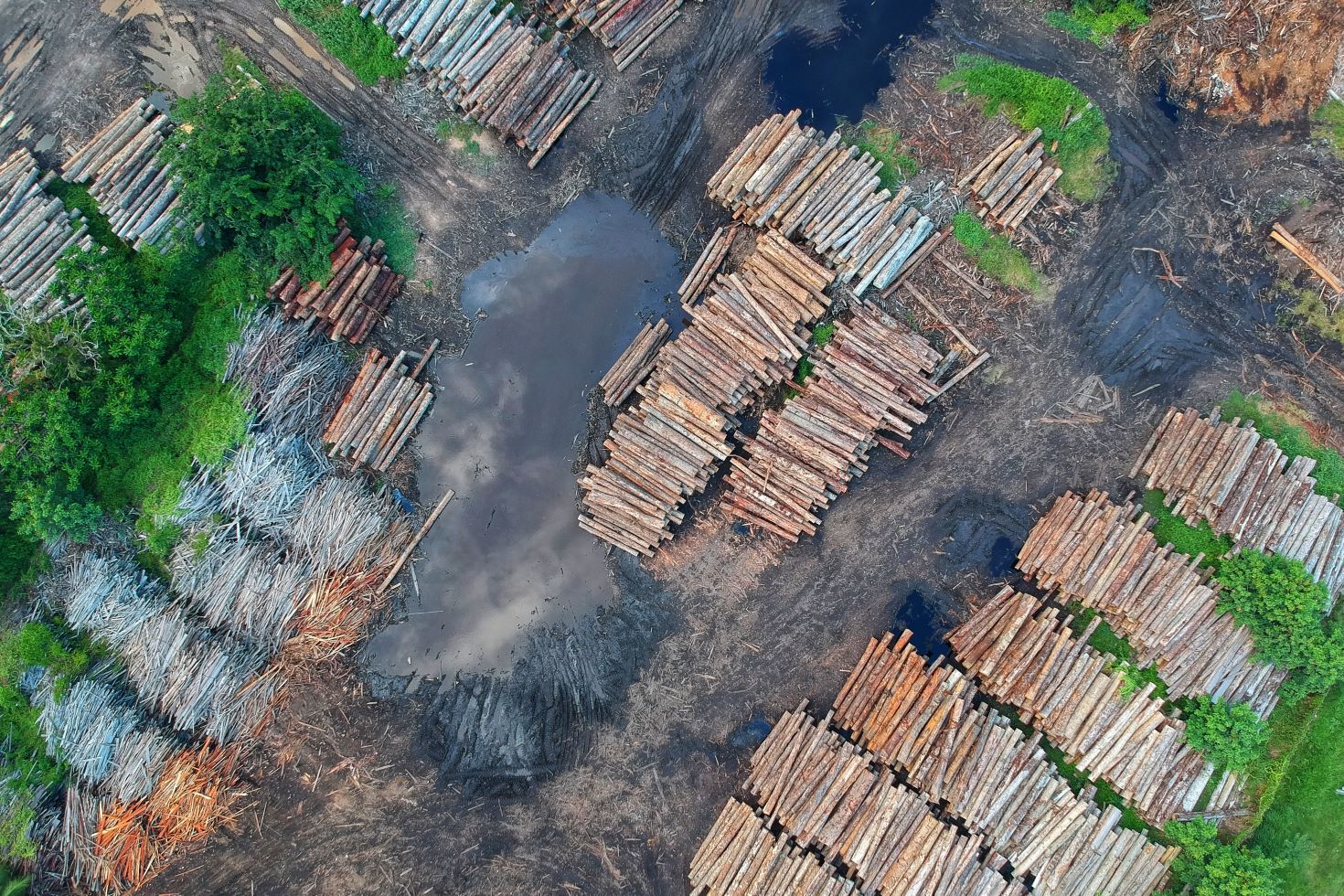 what-does-the-eu’s-new-anti-deforestation-law-mean-for-business?