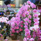 china’s-lucrative-orchid-industry-tests-the-nation’s-commitment-to conservation