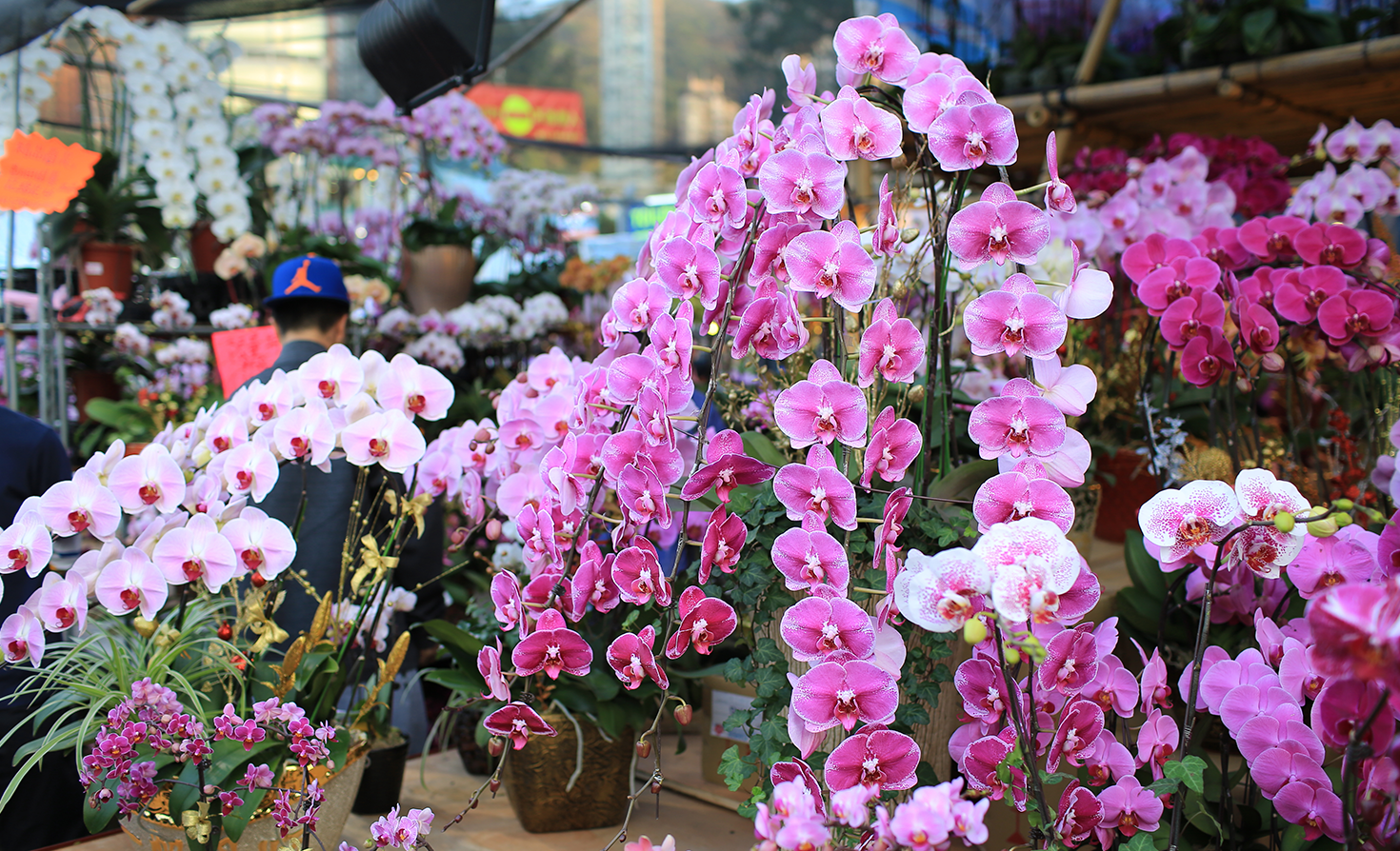 china’s-lucrative-orchid-industry-tests-the-nation’s-commitment-to conservation