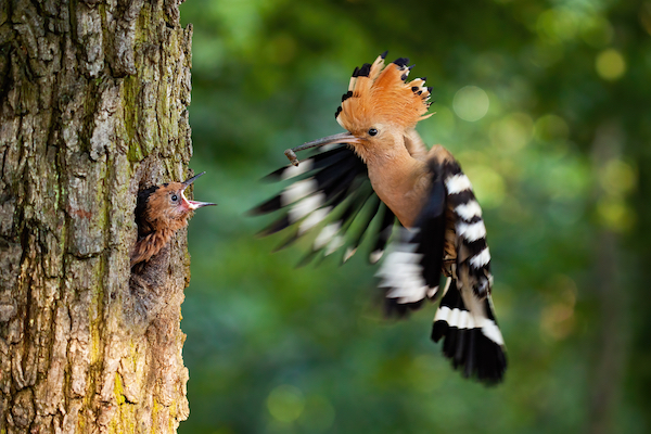 why-measuring-biodiversity-co-benefits-in-carbon-credits-matters