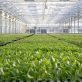amazon-freshens-up-sustainable-farming-with-first-low-impact-lettuce