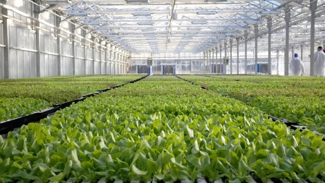 amazon-freshens-up-sustainable-farming-with-first-low-impact-lettuce