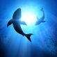 sharks,-beauty-and-synthetic-biotech