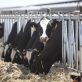 unlocking-the-dairy-cow’s-potential-to-combat-climate-change