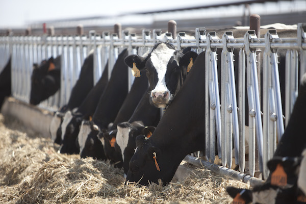 unlocking-the-dairy-cow’s-potential-to-combat-climate-change