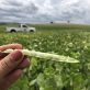 the-sustainable-agrifood-system-puzzle