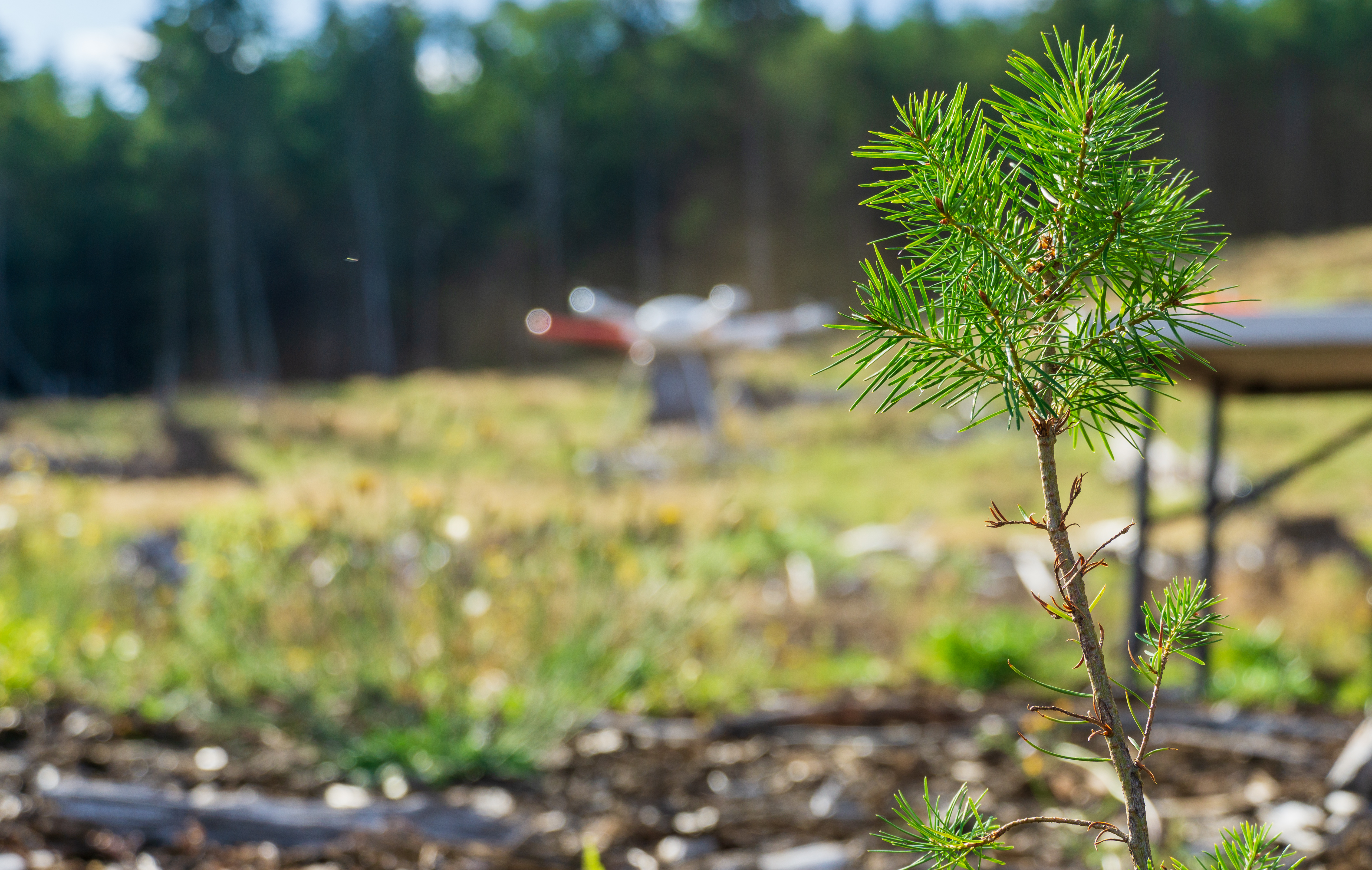 need-seeds?-this-reforestation-startup-is-buying-its-suppliers